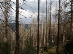 Nationalpark Bayrischerwald vom Borkenkaefer befallene Bäume
